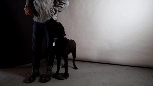 How To Train Your Dog To Walk Beside You Without A Leash смотреть онлайн