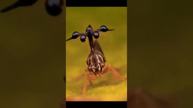 ЧТО ЭТО? #мутант #насекомое #природа #insect