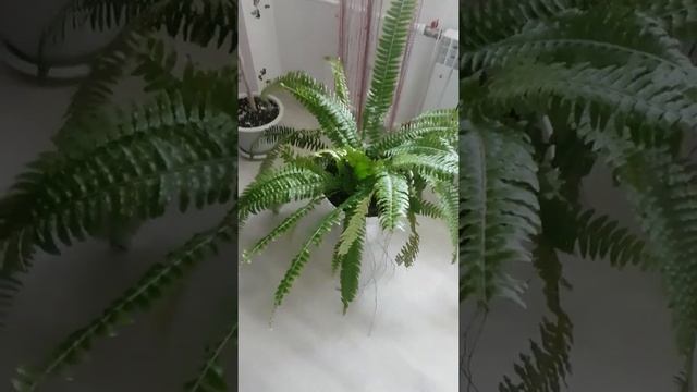 Купила Огромный папоротник! Не знаю что делать. смотреть онлайн