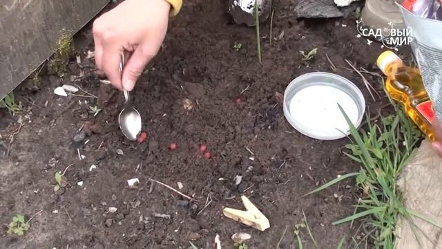 Медветокс — средства борьбы с медведкой смотреть онлайн