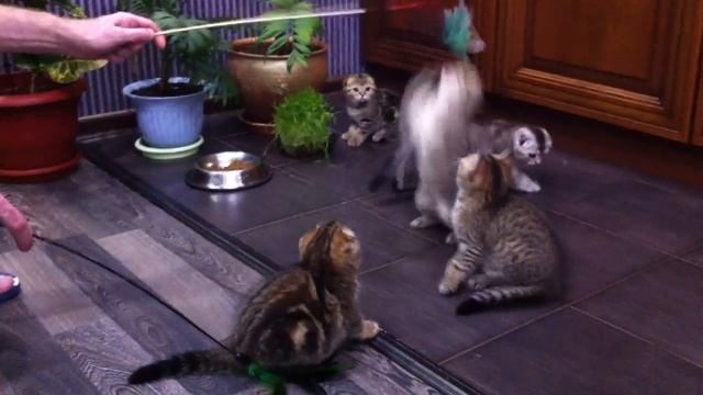 Продажа котят шотландской породы. смотреть онлайн