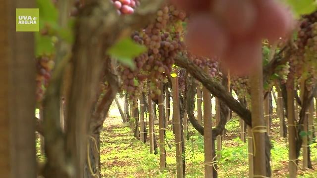 Azienda agricola Petruzzellis Natura - Uva di Adelfia смотреть онлайн