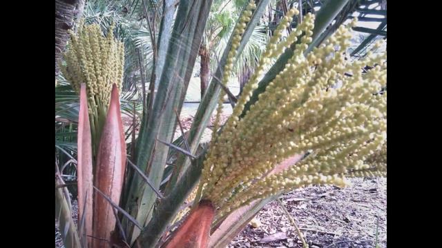 Plant ID: Canary Island Date Palm (Phoenix canariensis) смотреть онлайн