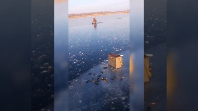 Бешеный клёв ротана смотреть онлайн