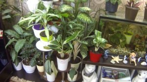 Цветы в интерьере. Обзор цветочной гостиной. 2ч