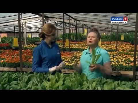 Капуста. Шубина Людмила Николаевна. Сад Шубиной. смотреть онлайн