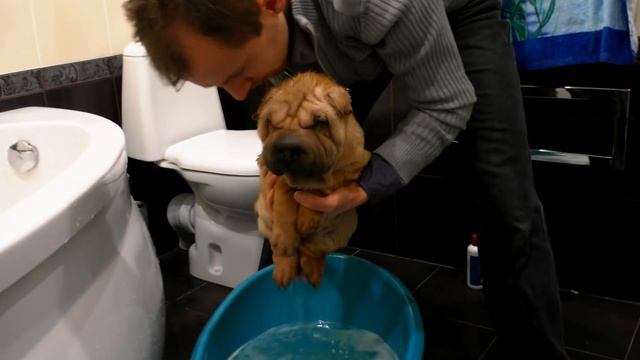 Шарпей Тедді та його перше купання в Дитячій Ванні смотреть онлайн