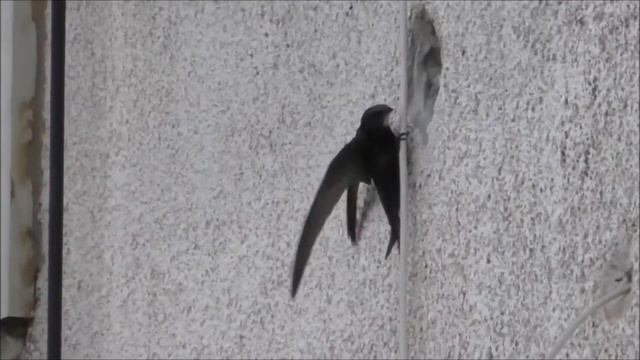 Swifts/ Борьба за место смотреть онлайн