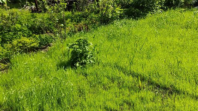 ДАЧА с 29.05.-30.05.21. 1 часть смотреть онлайн