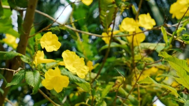 sony a7r mark ii video test смотреть онлайн