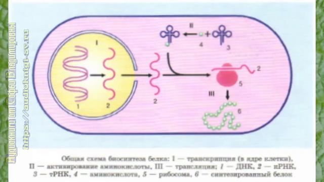 Биология 10 кл Проф уровень §23 Биосинтез белка смотреть онлайн