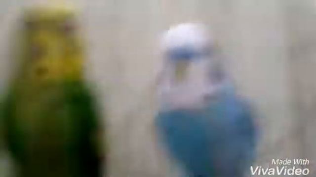 Тайная жизнь домашних попугаев смотреть онлайн