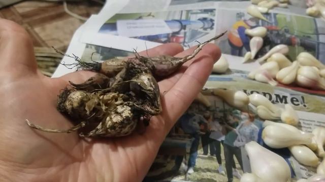 Головка нашего чеснока иной раз меньше однозубки. смотреть онлайн