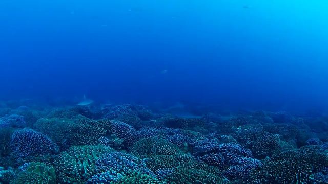 Sharks feeding at Makemo Atoll смотреть онлайн