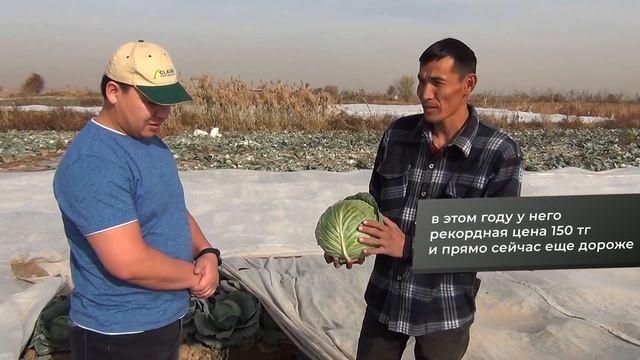 Капуста Центурион F1 - лидер среди белокочанных капуст в сегменте 100-110 дней смотреть онлайн