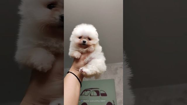 Померанский шпиц мальчик супер мини смотреть онлайн