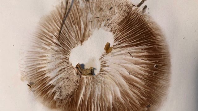 Looking For Bruce Conner (coda) смотреть онлайн