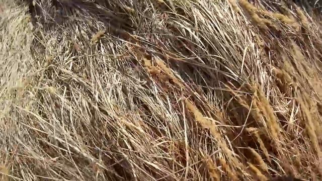 Резня в деревне серпом. Мульчирование Соломой Смородины. Дом в Деревне. 11 серия смотреть онлайн