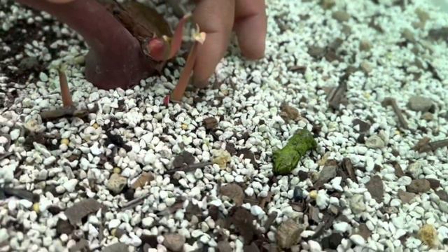 อัพเดทบุษราคัมด่างยกยอด มาทายกันว่าจะขึ้นมากี่หน่อ? บอกเลยคุ้มมาก!! смотреть онлайн