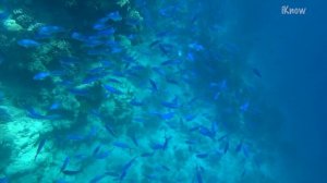 Египет. Заповедник Рас Мохаммед. Самое красивое место в Шарм эль Шейхе