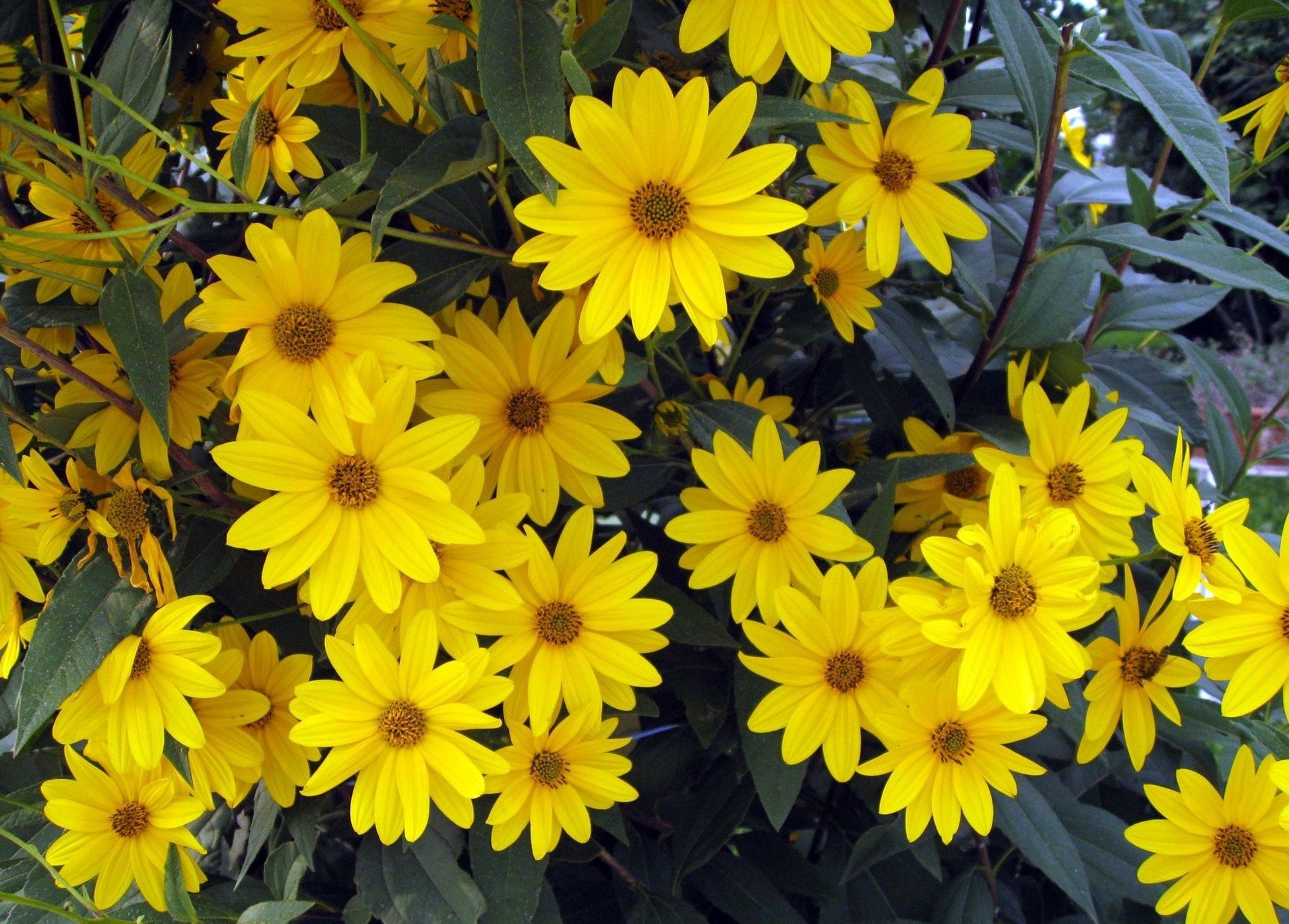 Гелиопсис РЕЛАКС АРТ-ТЕРАПИЯ ИМПРОВИЗАЦИЯ композитор Виктор Анохин #instrumentalmusic #piano #цветы