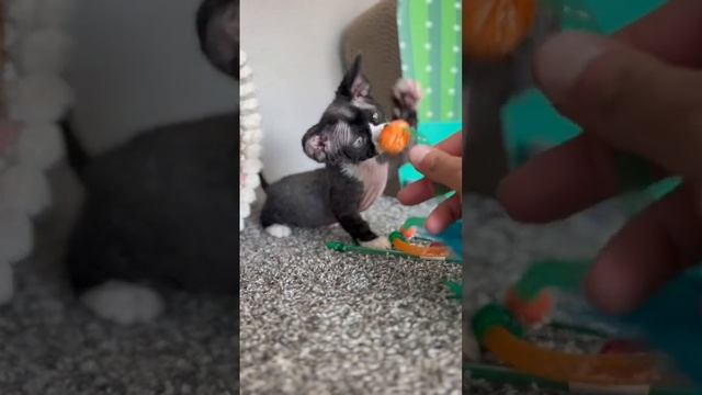 Minskin Kitten CUTENESS! смотреть онлайн