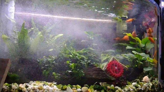 Abonando con flourish Excel mi acuario de 60 litros смотреть онлайн