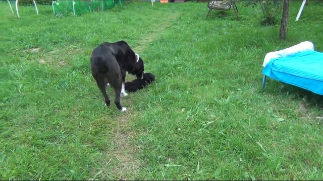 Щенки алабая (от пары Рустэм Ган - Малихат Олча). Dream Land. смотреть онлайн