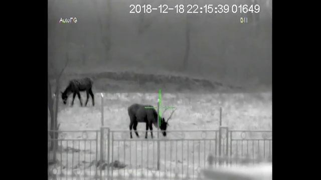 Noctis termo 6L HD Jelene 18 12 2018 смотреть онлайн