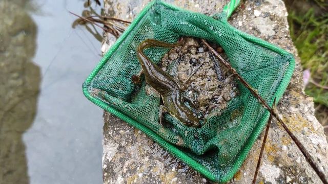 Тритон обыкновенный?❗Как поймать тритона?️?Как выглядит тритон?? смотреть онлайн