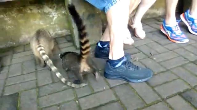 Коати и туристы рядом с водопадом Игуасу (Бразилия) смотреть онлайн