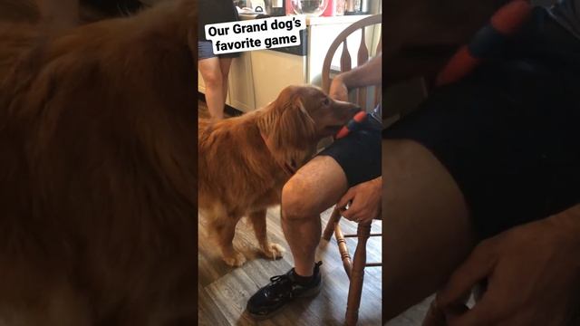 Golden Retriever’s Favorite Game #SHORTS смотреть онлайн