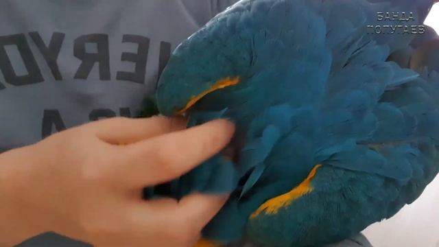 Влог о жизни с нейжнейшим попугаем ара и очаровашкой волнистиком смотреть онлайн