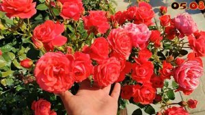 Роза Черри Гёрл в Подмосковье