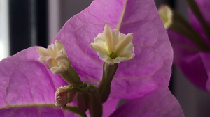 Бугенвиллия на подоконнике.