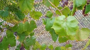 Неукрывной виноград требующий минимум внимания на моем участке это .свенсон ред