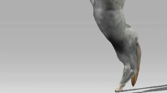 White Animated Horse смотреть онлайн