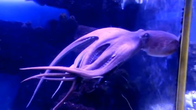 Копия видео "Осьминог" смотреть онлайн