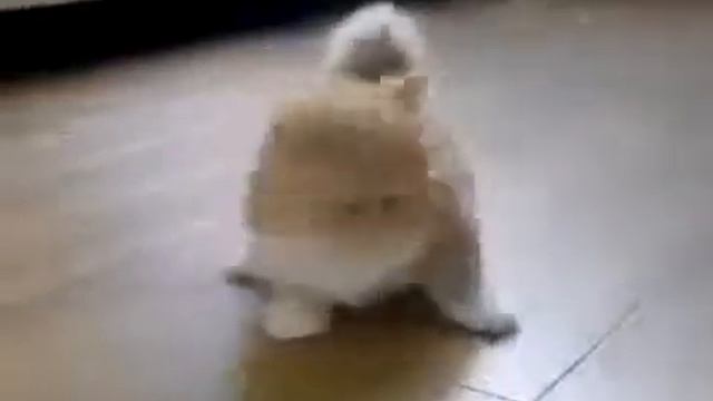 Коротконогий котэ смотреть онлайн