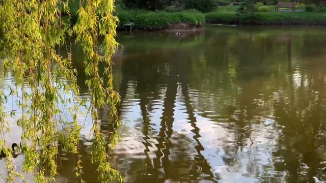 GOD HOW BEAUTIFUL BOTANICAL GARDEN NATURE SOUND IN THE RAYS OF THE SETTING SUN REFLECTION IN WATER смотреть онлайн