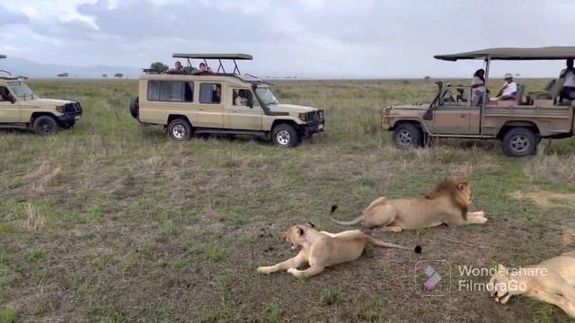 Lions in Mikumi national Park Tanzania#SafariTanzania#Serengeti#Africa смотреть онлайн