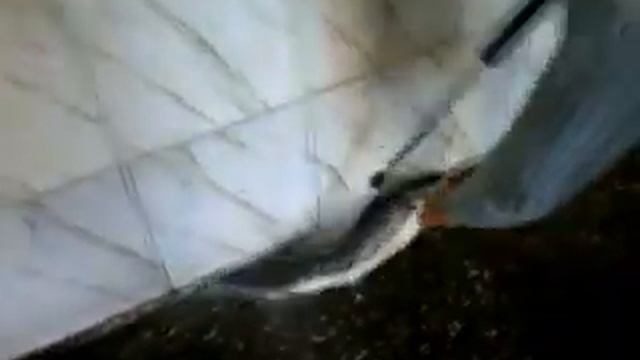 "КАК НАДО МЫТЬ РЫБУ" (:СТЕРЛЯДЬ:) смотреть онлайн