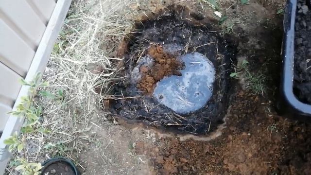 Жимолость Каприфоль - посадка! смотреть онлайн