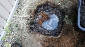 Жимолость Каприфоль - посадка!