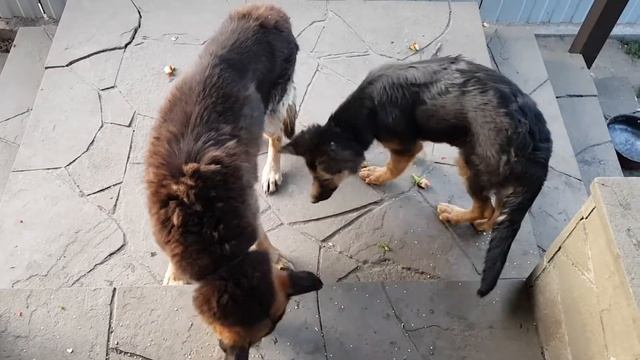 Если у вас есть домашний питомец-немецкая овчарка, обогатите её питание, удивитесь выбору и вкусу ! смотреть онлайн