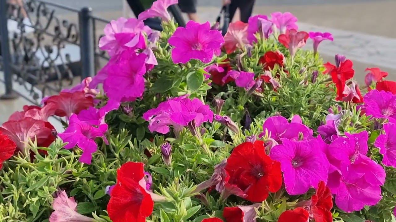 Казань летняя 4 августа 24 года смотреть онлайн