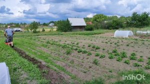 Мотоблок Агат. Прополка картофеля мотоблоком Агат. Полольники Мобил К.