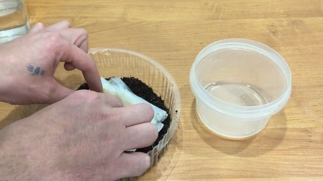 ВСЕ ОЧЕНЬ ПРОСТО!как ПРОРАСТИТЬ любой сорт винограда с косточки "2часть" смотреть онлайн