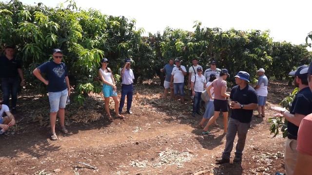 Манго Израиль смотреть онлайн