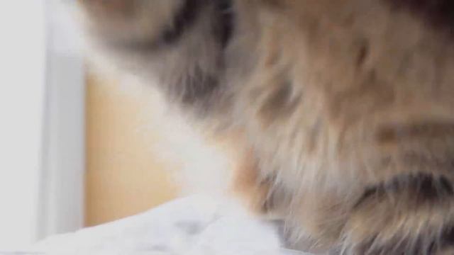 LuLu Always Wakes Me Up In The Morning! | Kittisaurus